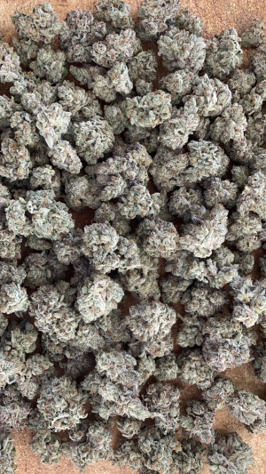An image of Oooze