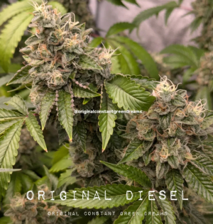 Original Diesel's picture by OriginalConstantGreenDreams