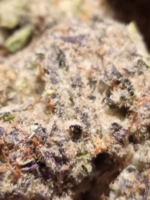 Purple Punch's picture by ShaggNasty421