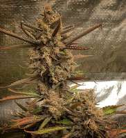 An image of Banana Hammer Auto