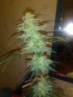 An image of AK-49 Auto