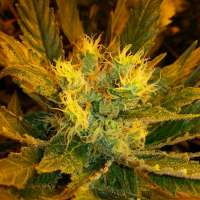 An image of Jack Herer