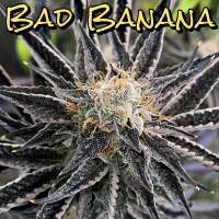 An image of Bad Banana