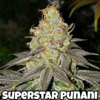 An image of Superstar Punani