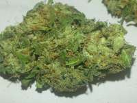 An image of Afghan Kush