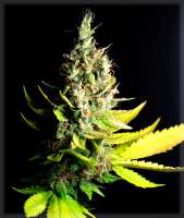 An image of Amnesia White