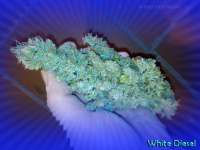 An image of White Diesel