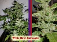 An image of White Haze Automatic