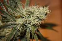 An image of White Skunk