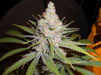 An image of White Skunk