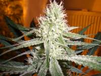 An image of White Skunk