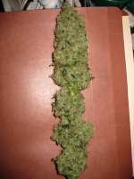 An image of Afgan Kush