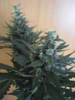 An image of Afgan Kush