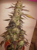 An image of Afgan Kush Special