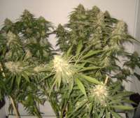 An image of Afgan Kush Special