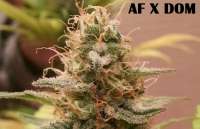 An image of Afgan Kush x Black Domina