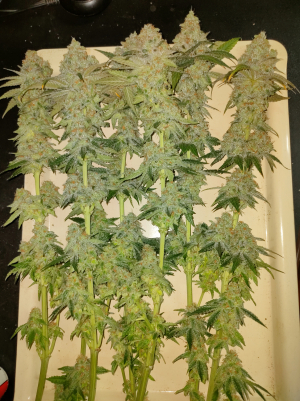 An image of Burger Kush