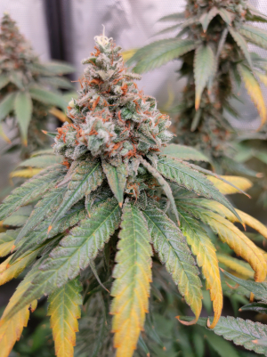 An image of Burger Kush