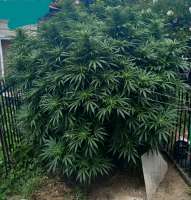An image of Northern Light x Big Bud Early Harvest