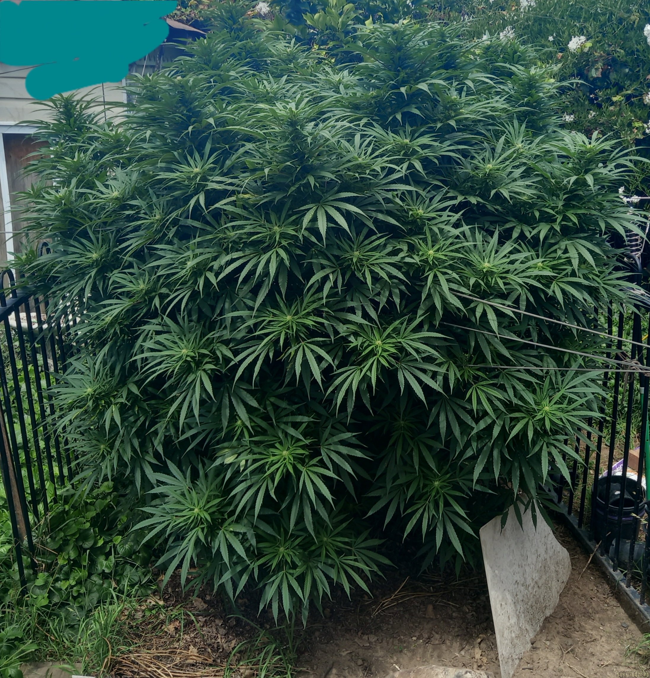 Northern Light x Big Bud Early Harvest