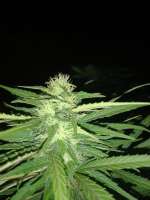An image of Northern Light x Big Bud Early Harvest