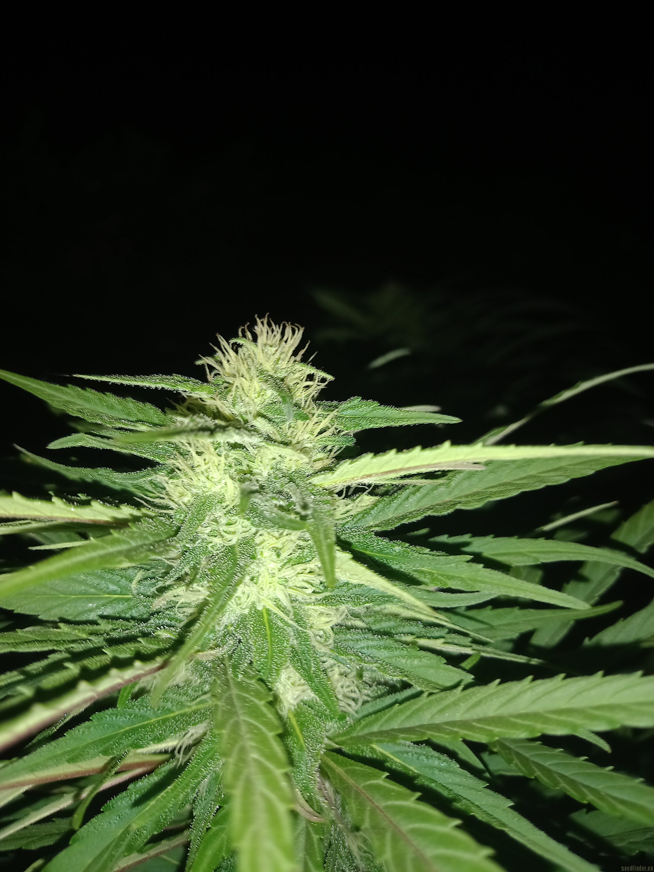Northern Light x Big Bud Early Harvest