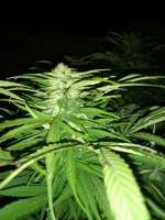 An image of Northern Light x Big Bud Early Harvest
