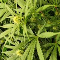 An image of Northern Light x Big Bud Early Harvest