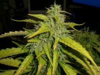 An image of Northern Lights x Big Bud Auto