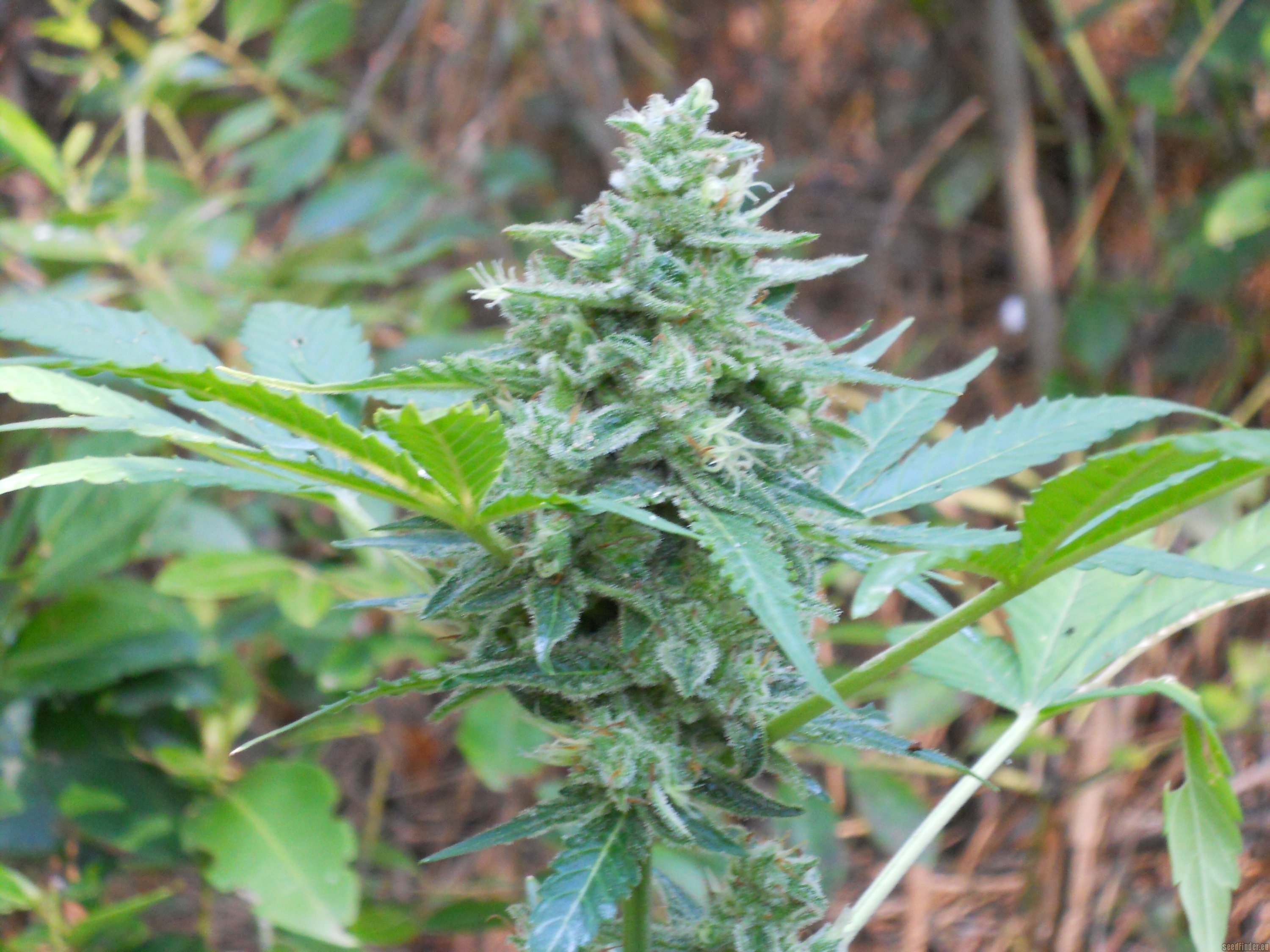 Northern Lights x Big Bud Auto