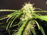 An image of Jack the Ripper Autoflowering