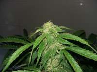 An image of Jack the Ripper Autoflowering