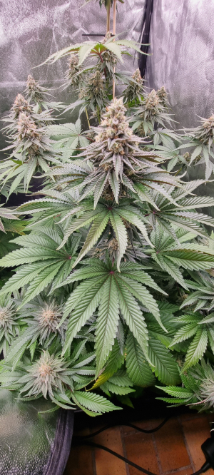 An image of Ghost Train Haze