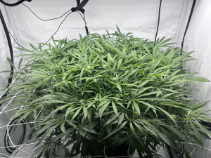 An image of Ghost Train Haze