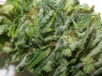 An image of Super Silver Haze