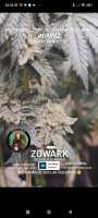 An image of Zowark