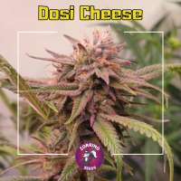 An image of Dosi Cheese