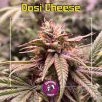 An image of Dosi Cheese