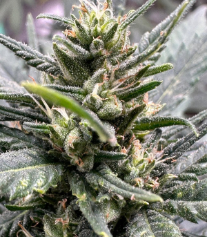 An image of Arkansas Grape Diamond