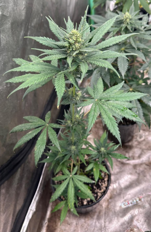 An image of Arkansas Grape Diamond