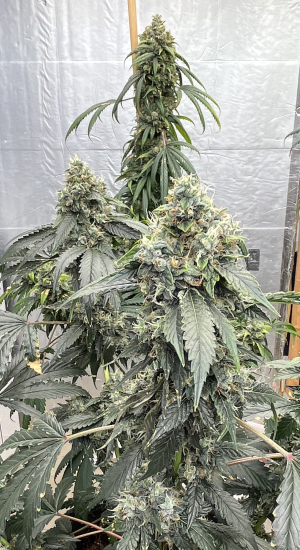 Image #03112529447781474