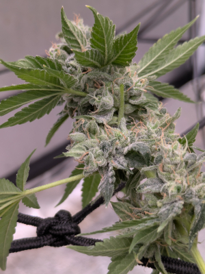 An image of Wicked Diesel