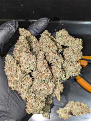 An image of Wicked Diesel