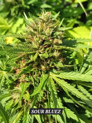 Sour Bluez's picture by Rastagasofillabreeder