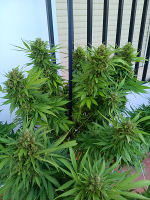 Sour Bluez's picture by Rastagasofillabreeder