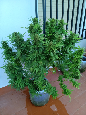 Sour Bluez's picture by Rastagasofillabreeder