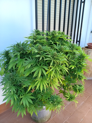 Sour Bluez's picture by Rastagasofillabreeder