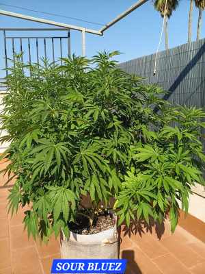 Sour Bluez's picture by Rastagasofillabreeder