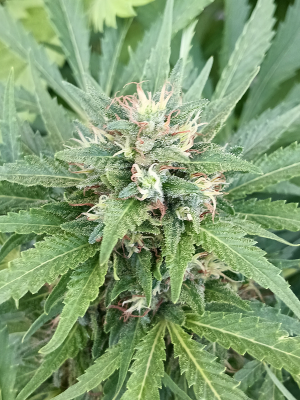 Sour Bluez's picture by Rastagasofillabreeder