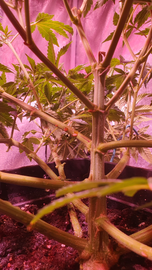 An image of Watermelon Punch OG